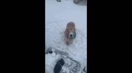 Adorable old dog tries his hardest to catch snowballs