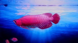 Close-up of the rare 'dragon fish' that will cost you over $21,500