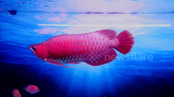 Close-up of the rare 'dragon fish' that will cost you over $21,500