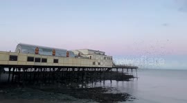 Thousands of starlings burst out from under the pier a fantastic murmuration, West Wales, UK