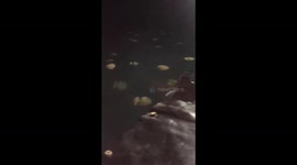 Thousands of jellyfish move around fishing boats in Vietnam