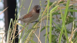 A small wild bird munching grains of rice in my garden.