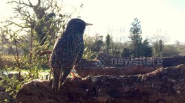 Wild Starling`s song mimics other birds and even talks