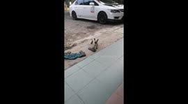 Funny cat walks and runs hilariously