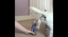 Bottle cap challenge