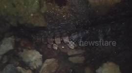 Creepy mystery sea creature covered in black hair baffles fisherman