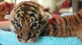 Three Bengal tigers born at zoo in Chiang Mai, Thailand