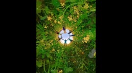Mustard fields in 360 (degrees), fun times