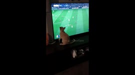 Soccer kitty