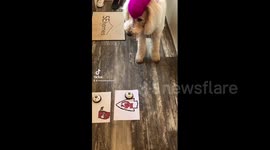 Cheeky golden poodle predicts the winner of the Super Bowl 2021