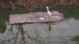 Earl morning reflections of a bird and a dog on a pond.