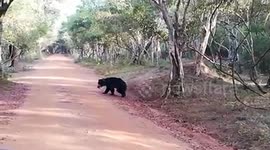 Sri Lankan Sloth Bear