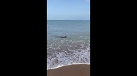 Encounter with a seal on a beach in Normandy France