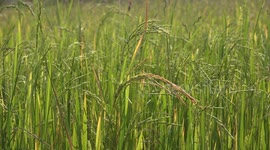 A tranquil moment in a paddy field as a gentle breeze rustles through the rice and blades of grass, a busy little ladybird can also be seen pottering around.