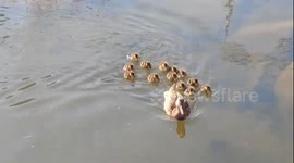 ducks and chicks playing in the water