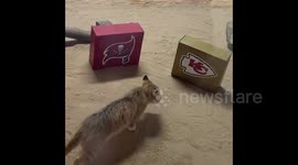 Adorable sand cat picks the winner of the Super Bowl 2021