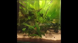 Goldfish in a small fishbowl