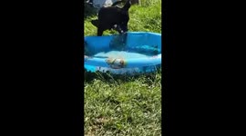 SCOOTER TWO LEGGED PUPPY IS ALWAYS HAPPY Playing in POOL