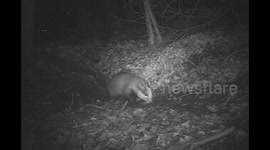 Badgers at home, digging, grooming, courting and scent-marking outside sett, then snow storm + muntjac, Part 1