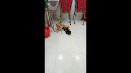 Kitten and puppy fight each other for “their mother” breastfeeding