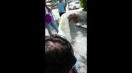 Cockatoo makes clucking sounds