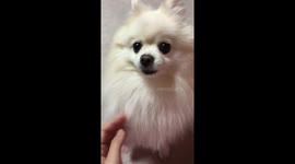 귀여운 강아지 ㅎ