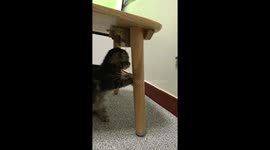 funny cat video