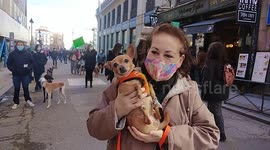 Scores of protesters march through Spanish capital to call for hunting ban