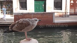 one bird when I met in Venice is crying, sitting on the wood strut