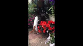 My cat attacked the water fountain