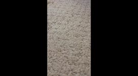 Funny video of my cat charging after her toy