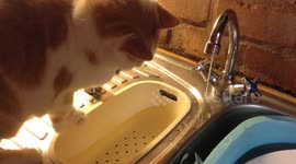 My cat acting curious and playing with the tap water