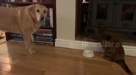 Adorable golden labrador creeps behind cat in order to eat her food
