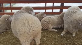 Looking at the sheep in Gangwon-do, Korea