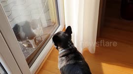 Dog & cat staring contest