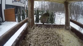 Tomtits in birdhouse