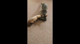 Kitten and ferret eating