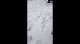 Ferret loves snow