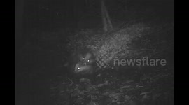 Muntjac in the Snow, Badgers in the Mist, & Mating in the Rain outside the sett, near Stroud, Gloucestershire, Part 2