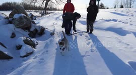Artic conditions on frozen lake in Canada  with our Alaskan Malamute Sojou and new 10 week old puppy Fish