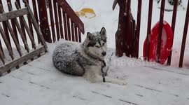 Snow Dog is our  Funny Alaskan Malamute Sojou Covered in Snow