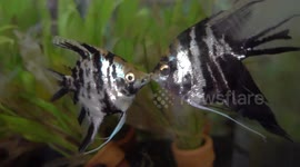 A pair of my Angelfish have apparently fallen in love prior to spawning