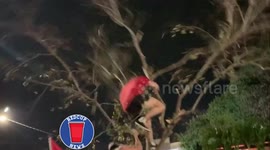 Tampa Bay Buccaneers fans damage tree while celebrating Super Bowl win