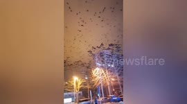 Thousands of crows hover above Chinese city in nightmarish scene