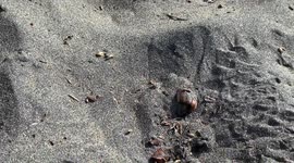 Turtle Birth