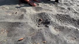 Sea Turtle birth
