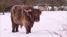 Highland cattle in the snow in Kent, UK