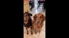 Cute Dog Duo Showing Self Control By Waiting For Pepperoni