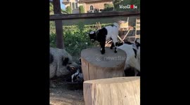 Adorable baby goat playing with a pig