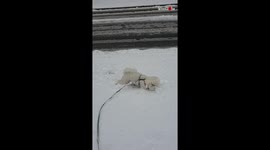 Adorable Bichon Frise Enjoying Fresh Snow In North York, Canada